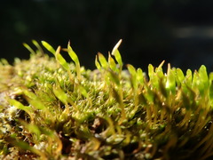 Tetraplodon mnioides