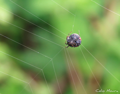 Hypognatha