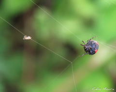 Hypognatha