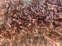 Schistidium papillosum