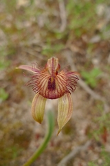 Caladenia discoidea