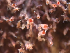 Schistidium papillosum