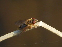 Parhelophilus brooksi