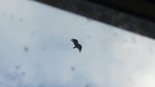 Turkey Vulture photographed in Washington