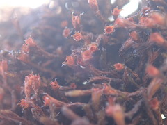 Schistidium papillosum