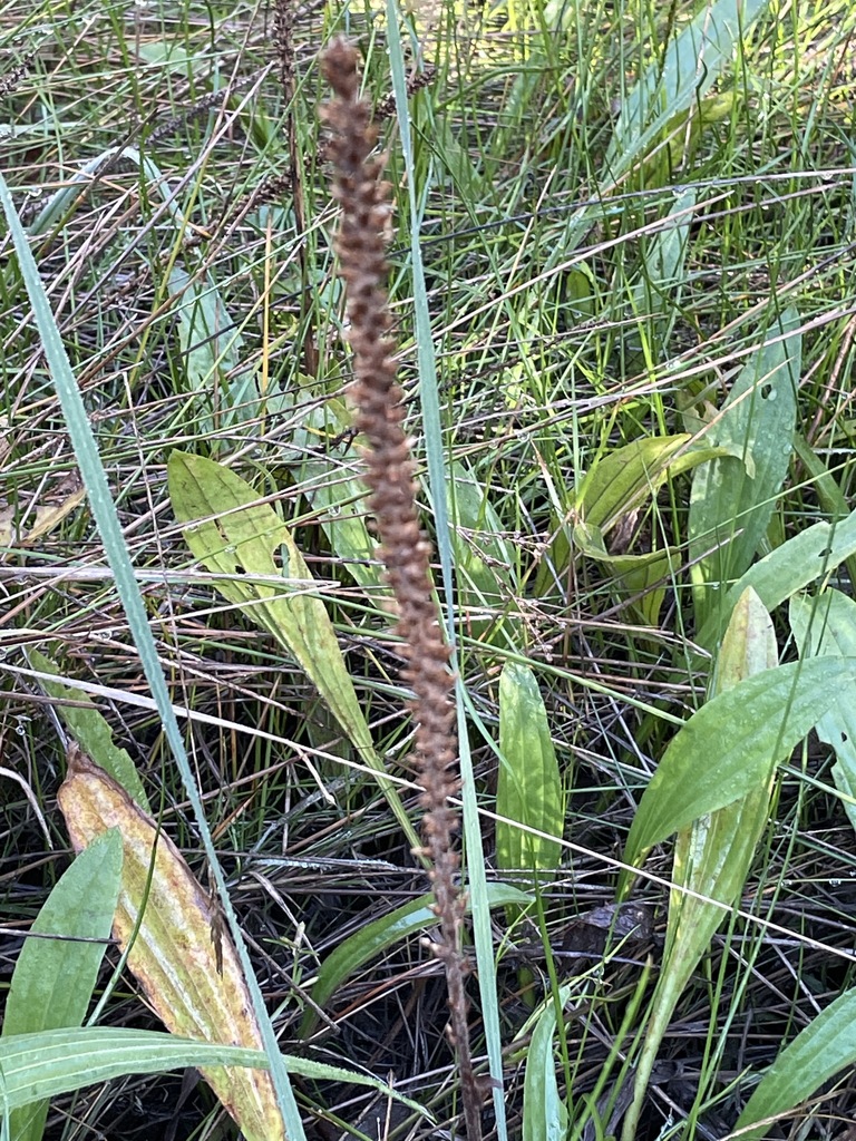 plantains from Melbourne VIC, Australia on May 21, 2021 at 0935 AM by