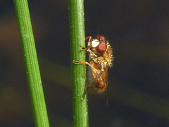 Parhelophilus brooksi