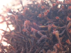 Schistidium papillosum