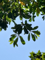 Alstonia scholaris