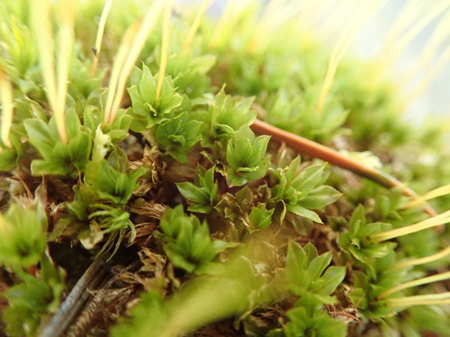 Image of Mnium spinulosum by no rights reserved