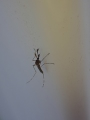 Aedes canadensis