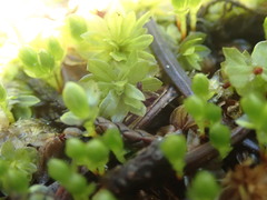 Bryum canariense