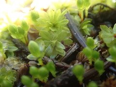 Bryum canariense