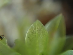 Bryum canariense