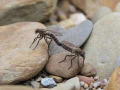 Lasiopogon