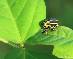 Neodiplogrammus quadrivittatus