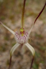 Caladenia polychroma