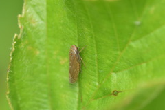 Speudotettix subfusculus