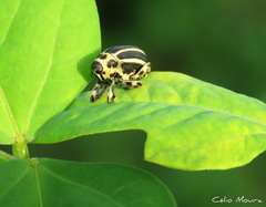 Neodiplogrammus quadrivittatus