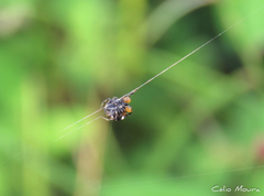 Hypognatha