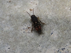 Ellipes minuta