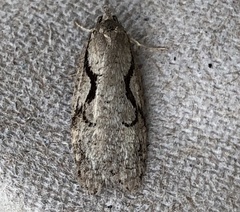 Semioscopis packardella