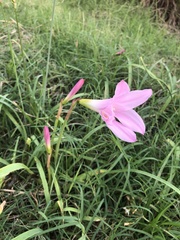 Zephyranthes carinata