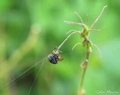 Hypognatha