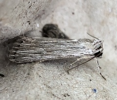 Catabena lineolata