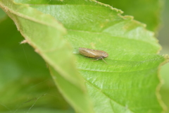 Speudotettix subfusculus