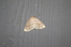 Thallophaga hyperborea