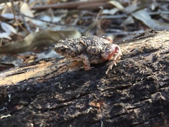 Uperoleia rugosa