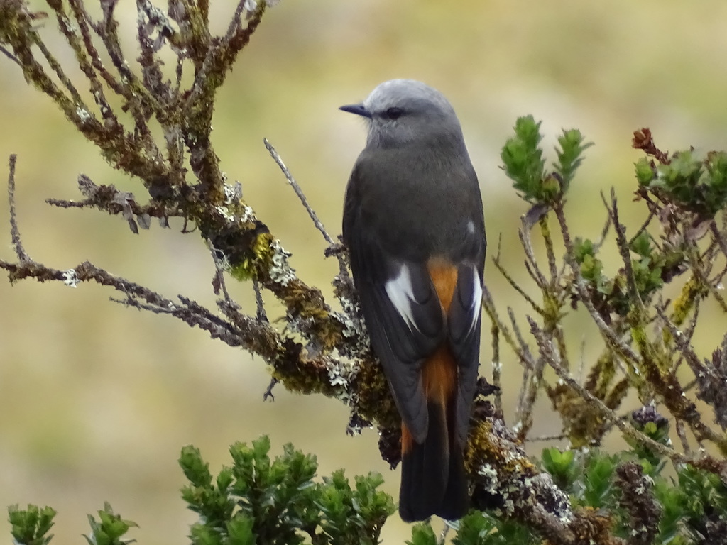 Red-rumped Bush-Tyrant photo