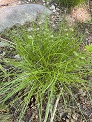 Carex leptalea