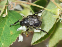 Hoplia trifasciata