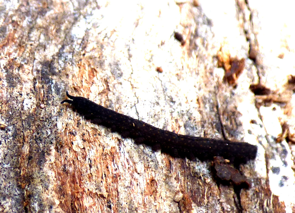 Ooperipatellus parvus
