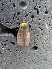 Macrobrochis staudingeri