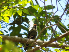 Antilophia galeata