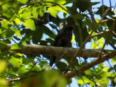 Antilophia galeata