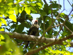 Antilophia galeata