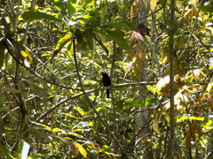 Antilophia galeata