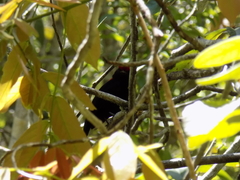 Antilophia galeata