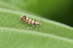 Phyllonorycter klemannella
