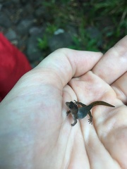 Coleodactylus