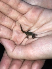 Coleodactylus