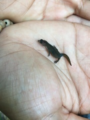 Coleodactylus