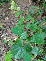 Clerodendrum trichotomum