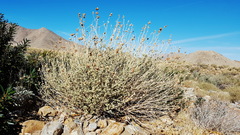Malacothamnus enigmaticus