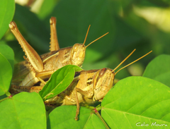 Schistocerca cancellata