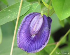 Centrosema brasilianum